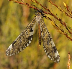 Palpares speciosus