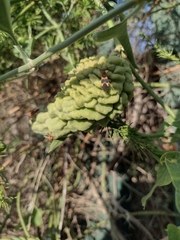 Oncopeltus unifasciatellus