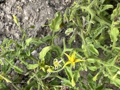 Solanum pimpinellifolium