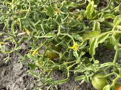 Solanum pimpinellifolium