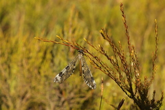 Palpares speciosus