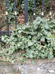 Hedera colchica