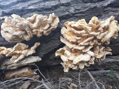 Laetiporus conifericola image