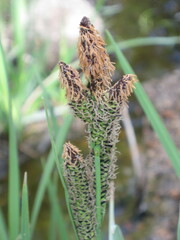 Carex aquatilis