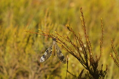 Palpares speciosus