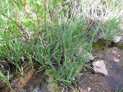 Carex aquatilis