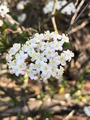 Viburnum rufidulum