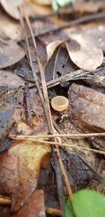 Ciboria amentacea