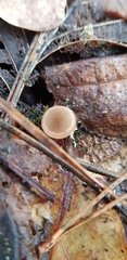 Ciboria amentacea