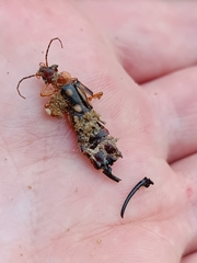 Forficula smyrnensis