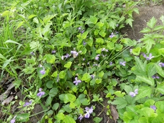 Viola cucullata