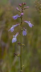 Lobelia paludosa