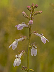 Lobelia paludosa