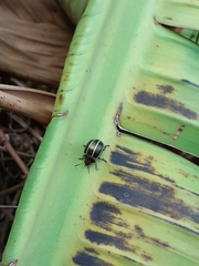 Desmogramma