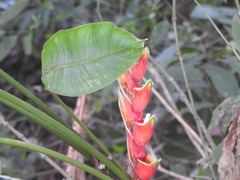 Heliconia bihai