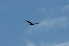 Rostrhamus sociabilis