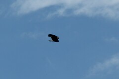 Rostrhamus sociabilis