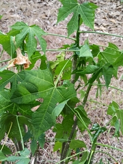 Ricinus communis