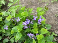 Viola cucullata