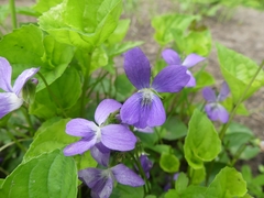 Viola cucullata