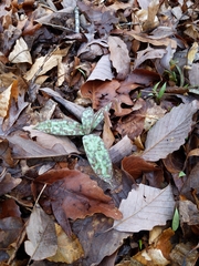 Erythronium umbilicatum