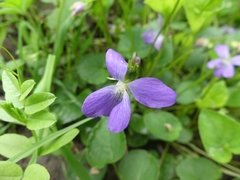 Viola cucullata