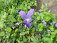 Viola cucullata