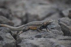 Microlophus peruvianus