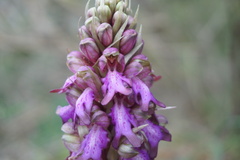 Himantoglossum robertianum