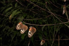Heliconius erato