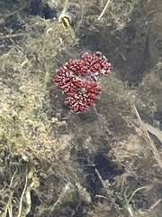 Azolla filiculoides