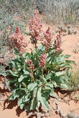 Rumex hymenosepalus
