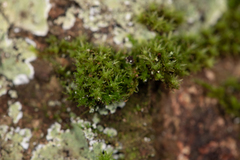 Calymperaceae