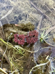 Azolla filiculoides