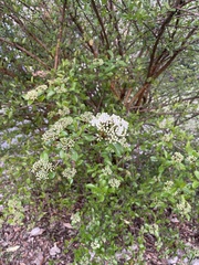 Viburnum rufidulum