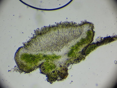 Caloplaca obscurella
