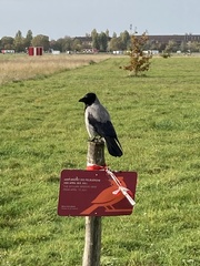 Corvus cornix