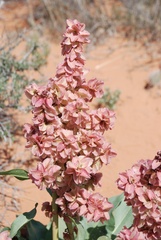 Rumex hymenosepalus
