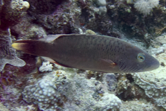 Oxycheilinus digramma