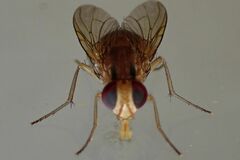 Dichaetomyia