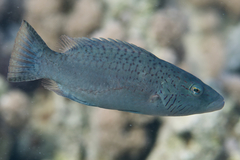 Oxycheilinus digramma