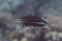 Oxycheilinus digramma