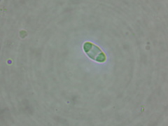 Caloplaca obscurella