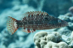 Oxycheilinus mentalis