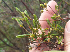 Thymelaeaceae