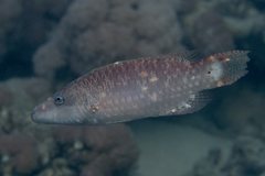 Oxycheilinus mentalis