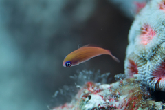 Paracheilinus octotaenia