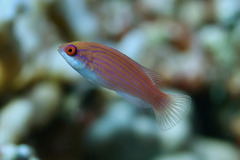 Paracheilinus octotaenia