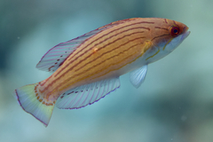 Paracheilinus octotaenia