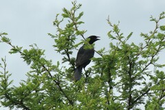 Curaeus curaeus curaeus